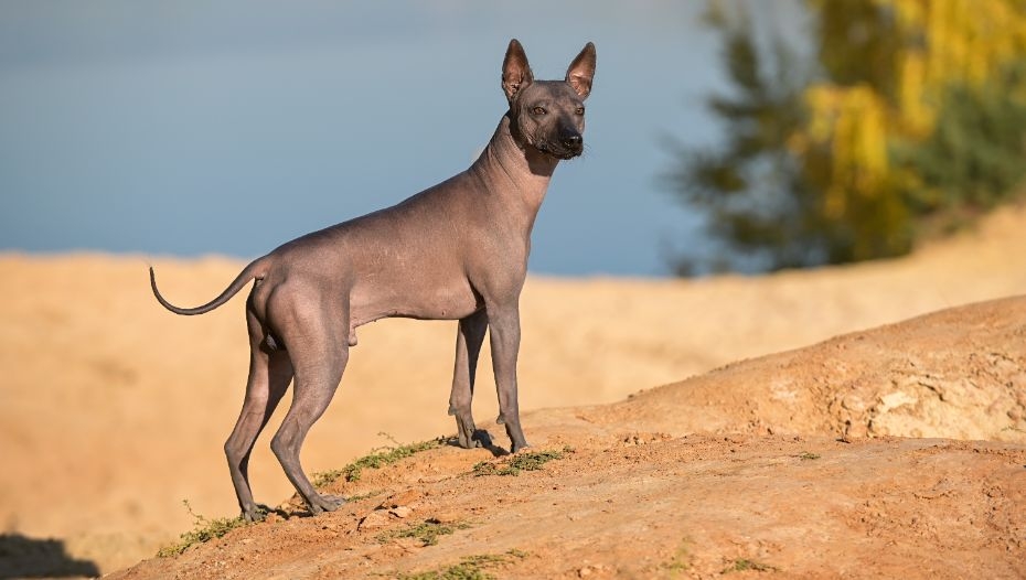 Hairless mexican deals dog breed